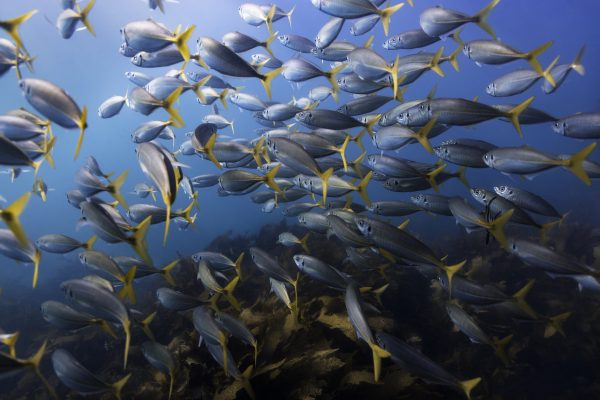 Yellow Tail Scad – PhotoPlankton.com.au